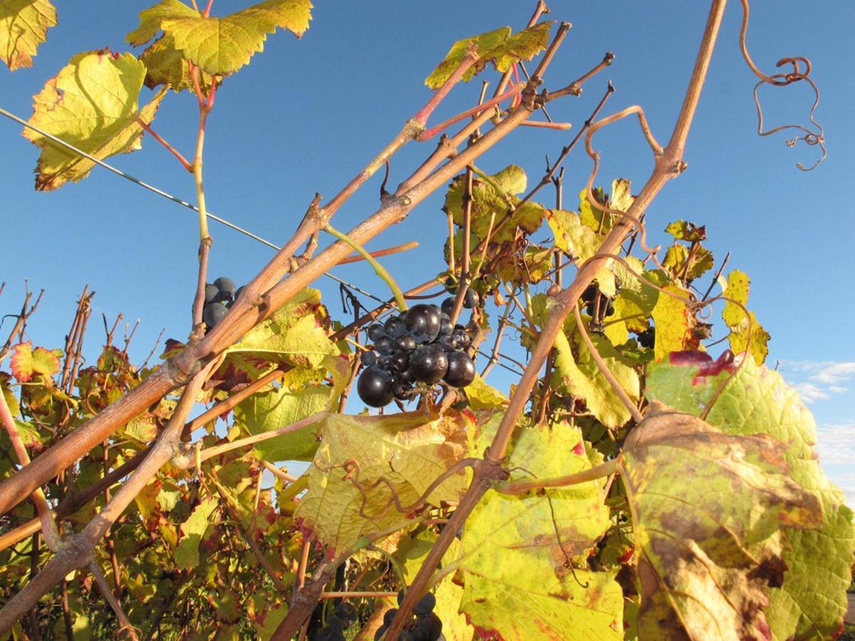 Le Richebourg - Charmant T2 Cosy, Tout Confort Gevrey-Chambertin Zewnętrze zdjęcie